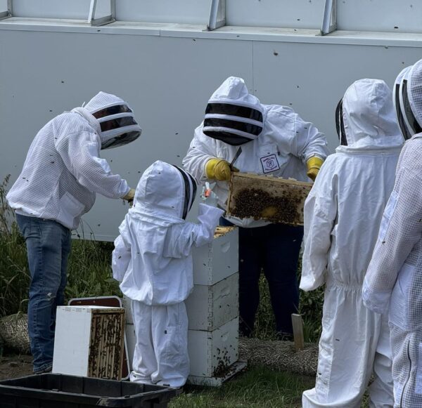 Bee keepers tending to hive