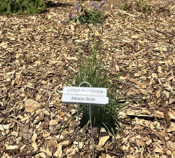 Photo of little bluestem plant that says "Little Bluestem - attracts birds" with mulch below